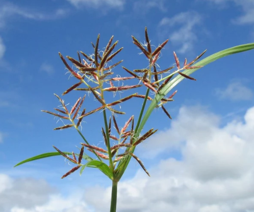 Cyperus Rotundus